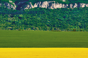 Image showing Barley and Rapeseed Field