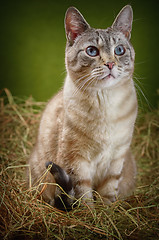 Image showing Cat in the Hay