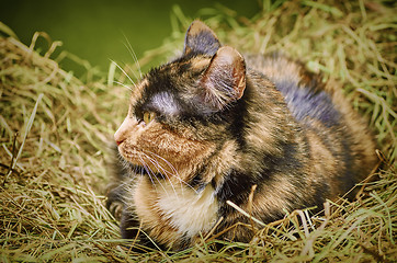 Image showing Cat in the Hay