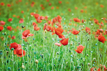 Image showing Field of Poppies