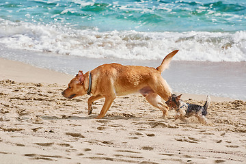 Image showing Dogs on a Beach