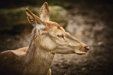 Image showing Portrait of Deer