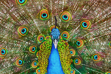 Image showing Portrait Of The Peacock