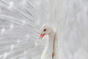 Image showing Portrait Of The Peacock