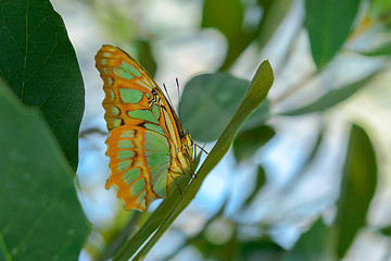 Image showing Tropical exotic Malachite butterfly or Siproeta stelenes