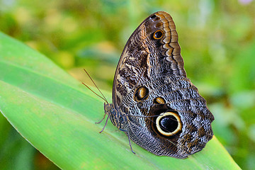Image showing Exotic Giant Owl butterfly Caligo on leaf in tropical rainforest
