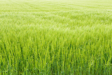 Image showing Agricultural field with growing young ears of cereal