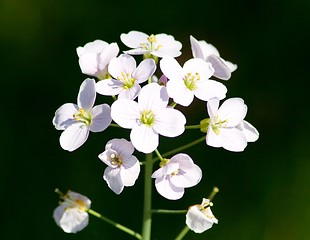 Image showing blossoming meadow cress 