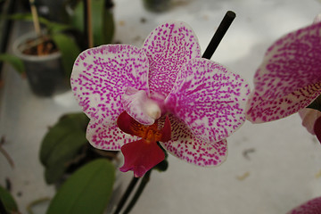 Image showing Orchid