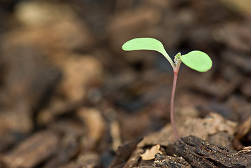 Image showing new growth 