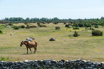 Image showing One brown horse in the great plain area Alvaret at the island Ol