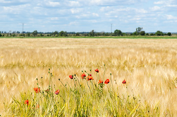 Image showing Red poopies in a farmers field soon ready for harvest