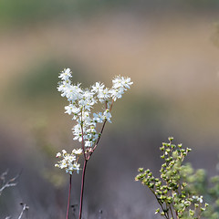 Image showing Dropwort summer flower close up