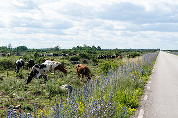 Image showing Grazing cattle by a beautiful road side with blossom summer flow