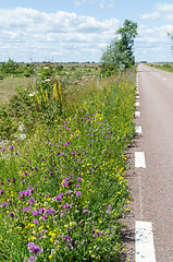 Image showing Road side with beautiful blossom summer flowers