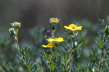 Image showing Shrubby cinquefoil close up with a blurred background