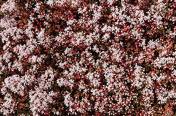 Image showing White stonecrop close up for background image