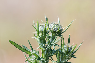 Image showing Thistle buds close up
