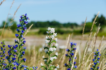 Image showing White and blue blueweed flowers close up