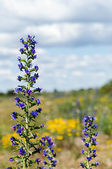 Image showing Blueweed flowers close up with a yellow background