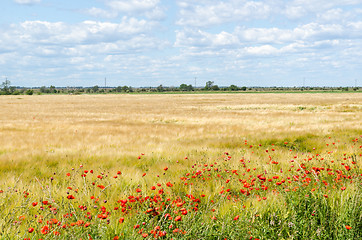 Image showing Red blossom poppies in a farmers field in the World Heritage  Ag