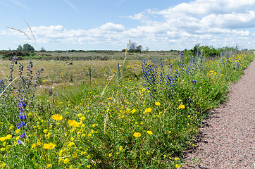 Image showing Colorful blossom road side at the island Oland in Sweden