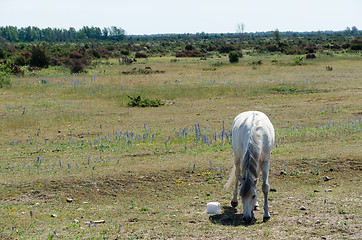 Image showing White horse grazing in the World Heritage   Agricultural Landsca