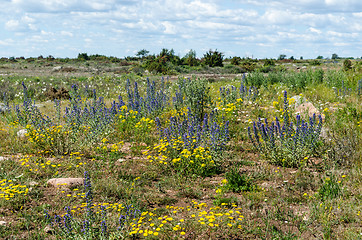 Image showing Blossom summer flowers in the World Heritage  Agricultural Lands