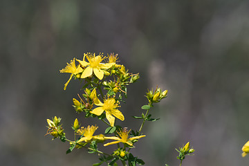 Image showing Blossom Saint-john\'s-wort close up by a blurred background