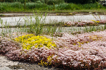 Image showing White and yellow stonecrop wildflowers