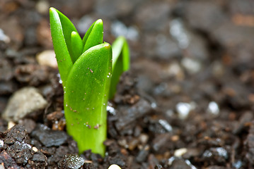 Image showing new growth 