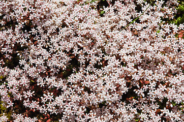 Image showing White stonecrop close up