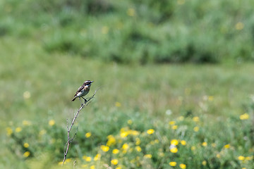 Image showing Male Winchat, Saxicola rubera, sitting on a twig with a green na