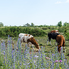 Image showing Grazing cattle in a pastureland with junipers and blue summer fl