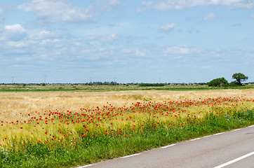 Image showing Red poppies by road side in a plain landscape