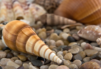 Image showing shells and stones