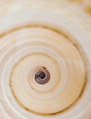 Image showing swirling shell