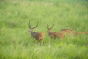 Image showing Sika or spotted deers herd in the elephant grass