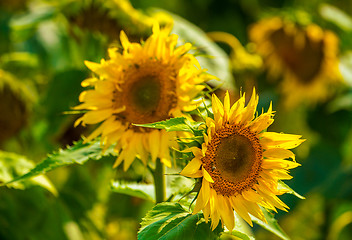 Image showing Sunflower and bees in the garden