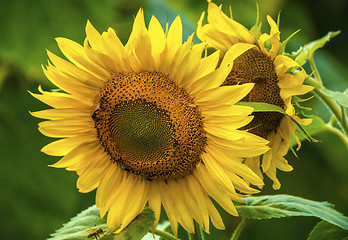 Image showing Sunflower and bees in the garden