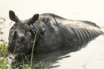 Image showing Indian rhinoceros Rhinoceros unicornis or one-horned rhinoceros