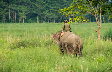 Image showing Mahout or elephant rider riding a female elephant