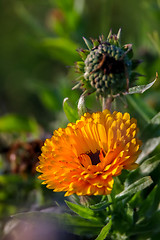 Image showing Orange calendula in green garden.