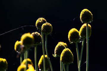 Image showing Yellow flowers on dark background