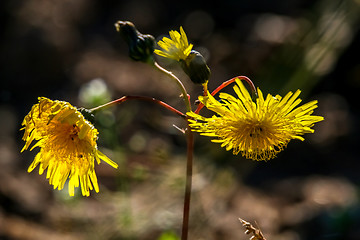 Image showing Background of wild yellow flowers