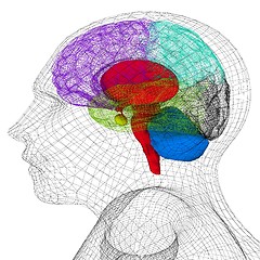 Image showing Wire human head  model with brain. 3d render