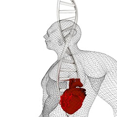 Image showing 3D medical background with DNA strands and Heart in human. 3d re