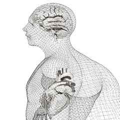 Image showing Wire human body model with heart and brain in x-ray. 3d render