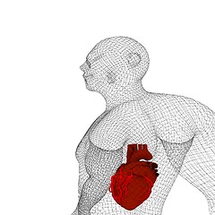 Image showing Human Internal Organic - Human Heart, medical concept. 3d render