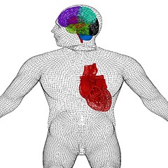 Image showing Wire human body model with heart and brain in x-ray. 3d render